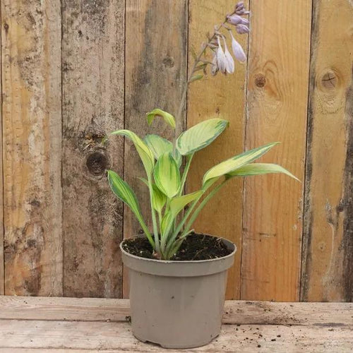 June Hosta Plant in 2 litre pot