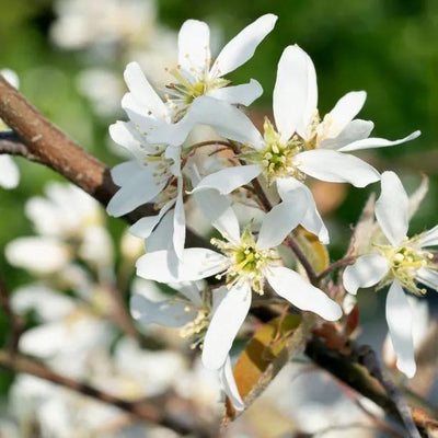 Amelanchier lamarckii flowers