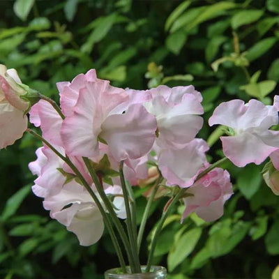 Anniversary Sweet Pea Flowers