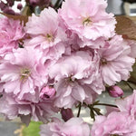 Kanzan cherry blossom Flowers