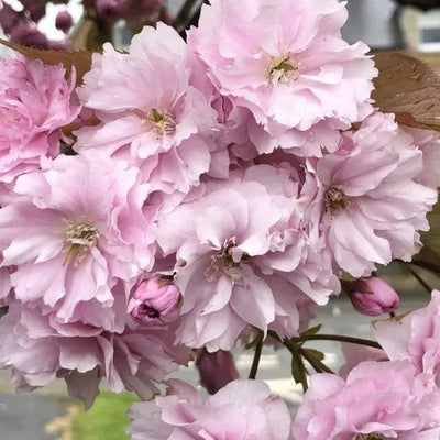 Kanzan cherry blossom Flowers