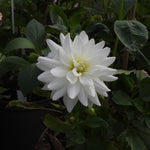 Close up of white dahlia flower against dark green foliage