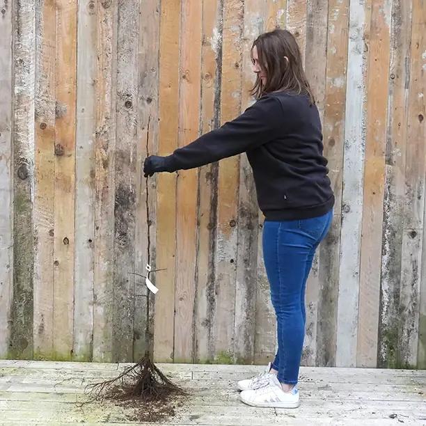 Bareroot Katy Maiden Apple Tree