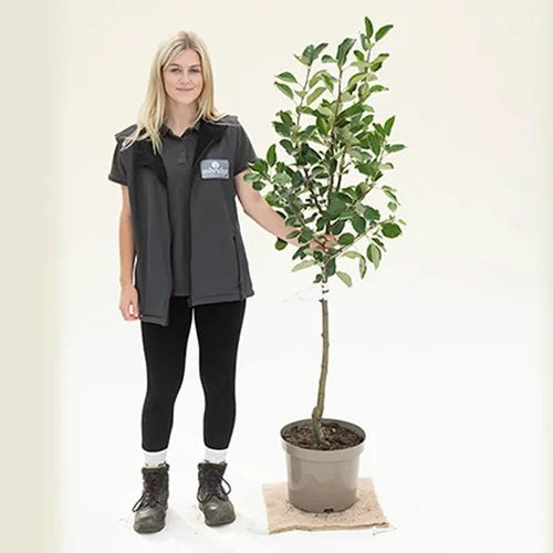 Katy apple tree, bush size in 10 Litre Pot
