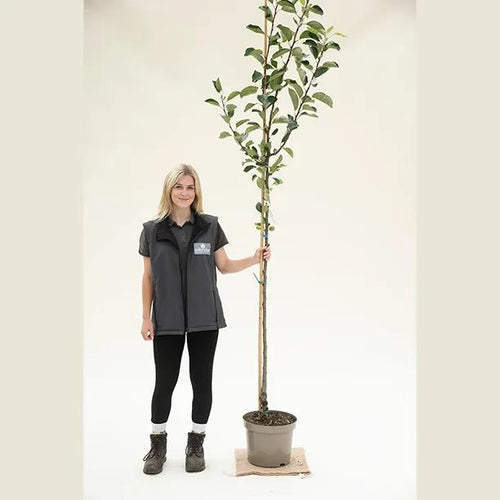 half standard size Katy Apple tree in 10 Litre pot