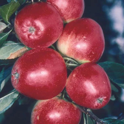 Katy Apples on the tree