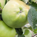 Keswick Codlin Apple on the tree