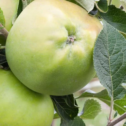 Keswick Codlin Apple on the tree