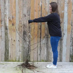 Bareroot Keswick Codlin Maiden Apple Tree