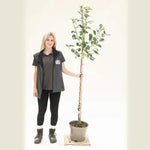 Keswick Codlin Apple Tree Half Standard - 10 Litre Pot