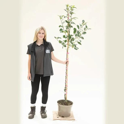 Keswick Codlin Apple Tree Half Standard - 10 Litre Pot