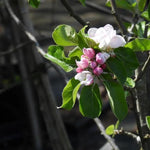 Keswick Codlin Apple blossom on the tree