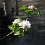 Keswick Codlin Apple blossom on the tree