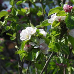Keswick Codlin Apple blossom on the tree