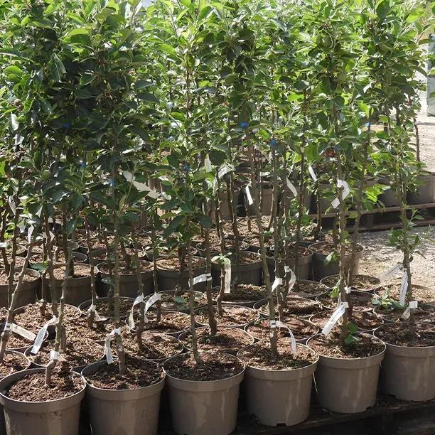Keswick Codlin Potted Apple Trees