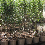 Keswick Codlin Potted Apple Trees