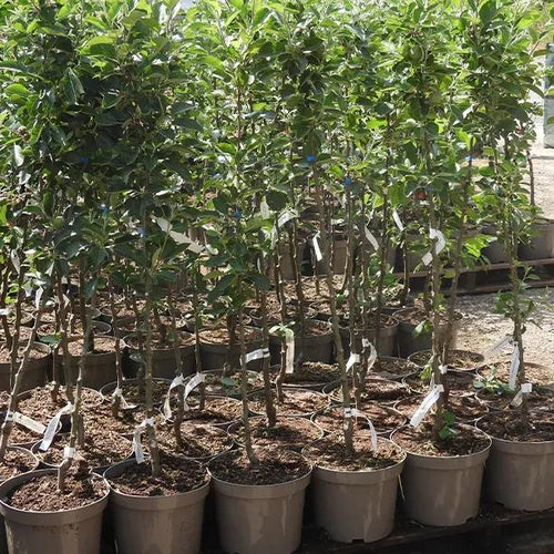 Keswick Codlin Potted Apple Trees