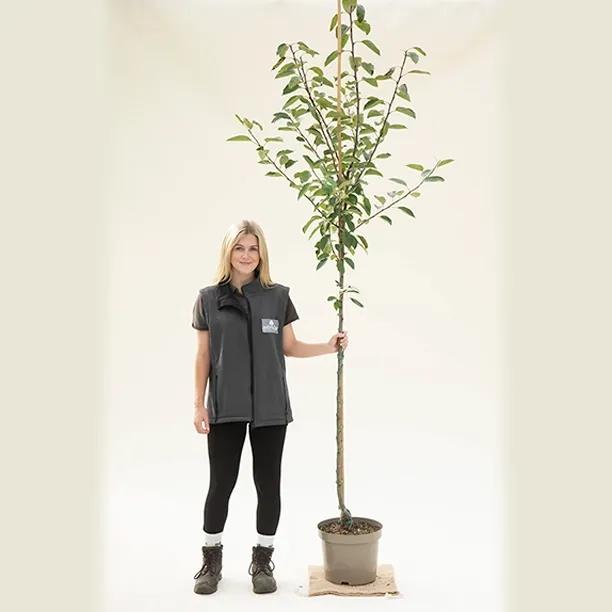 Kidds Orange Red Apple Tree Half Standard - 10 Litre Pot