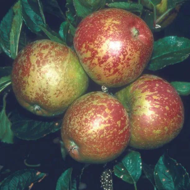 Kidds Orange Red Apples on the tree