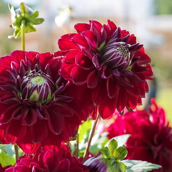 Dahlia King Arthur decorative pink blooms with yellow centre
