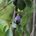 King Damsons on the tree