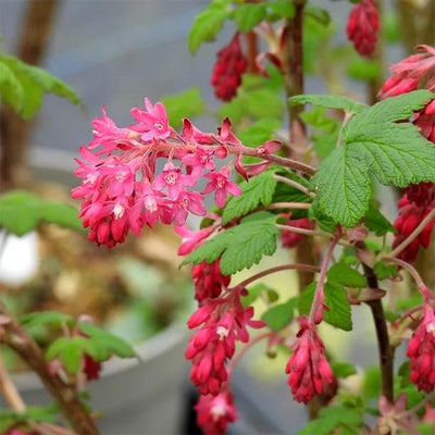 Flowering Currant, King Edward VII