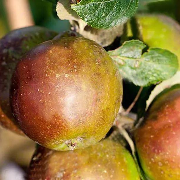 King of the Pippins Apples on the tree
