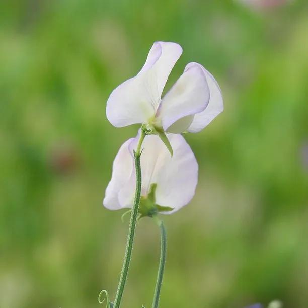 Kings High Scent Sweet Pea Flowers