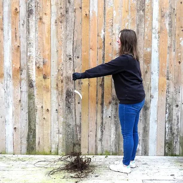 Bareroot Kordia Cherry Maiden Tree