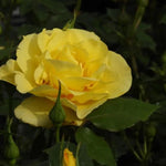 Korresia Floribunda Rose Flowers