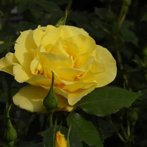 Korresia Floribunda Rose Flowers