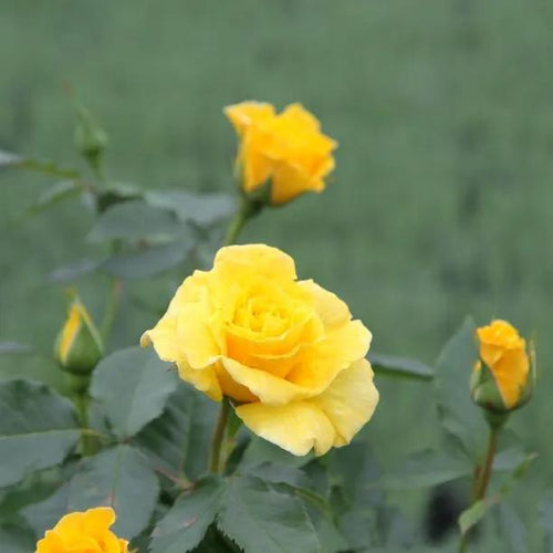 Korresia Floribunda Rose Flowers