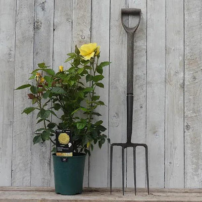 Korresia Potted Floribunda Rose in Flower in flower
