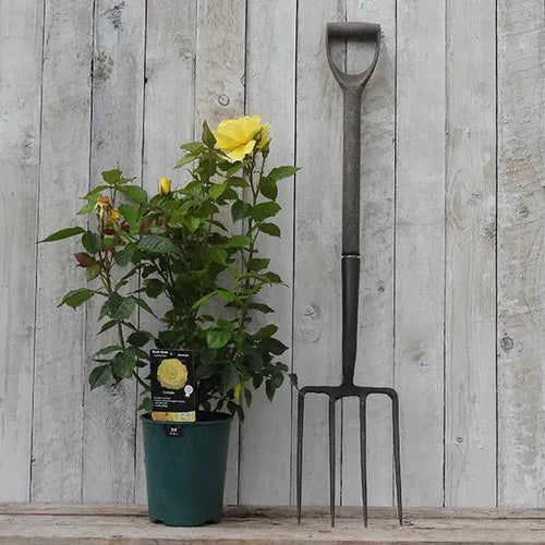 Korresia Potted Floribunda Rose in Flower in flower