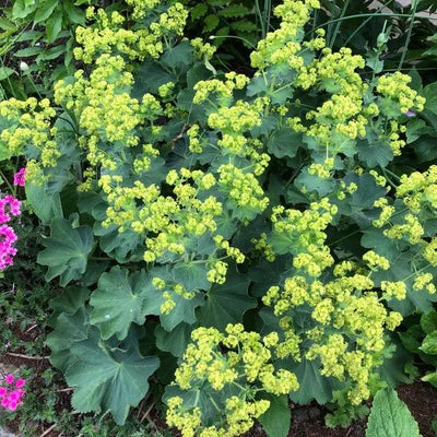 Lady's Mantle Flowers