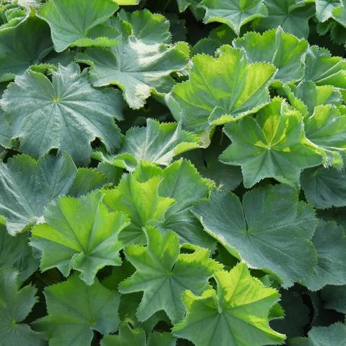 Lady's Mantle Leaves
