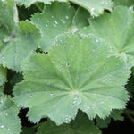 Lady's Mantle Leaves