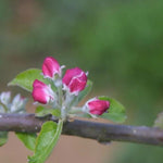 Lanes Prince Albert Apple blossom on the tree