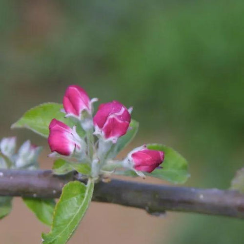 Lanes Prince Albert Apple blossom on the tree