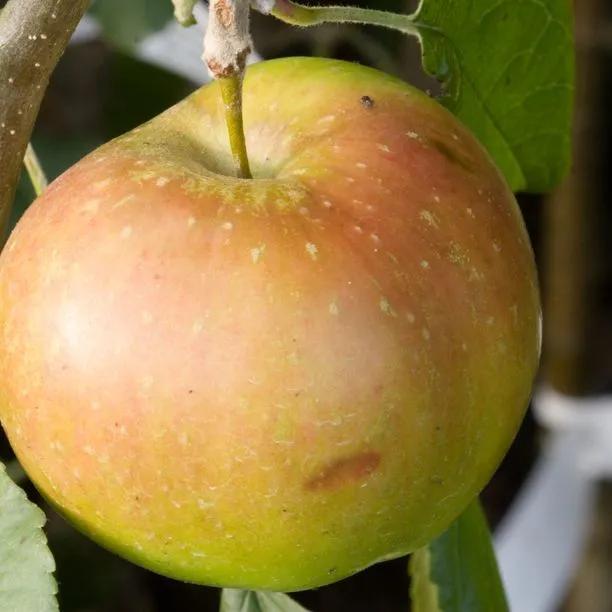 Lanes Prince Albert Apples on the tree