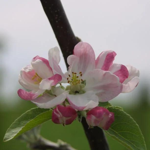 Lanes Prince Albert Apples on the tree