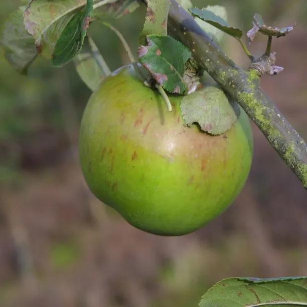 Lanes Prince Albert Apples on the tree