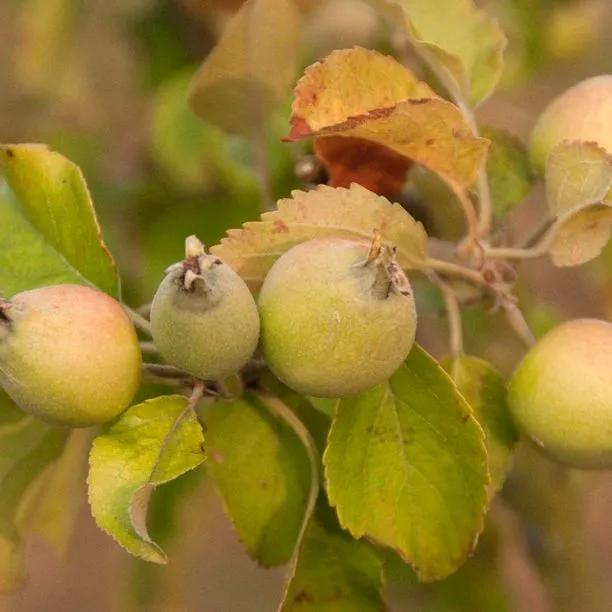 Lanes Prince Albert Apples on the tree