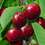 Lapins Cherokee Cherries  on the tree