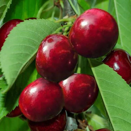 Lapins Cherokee Cherries  on the tree
