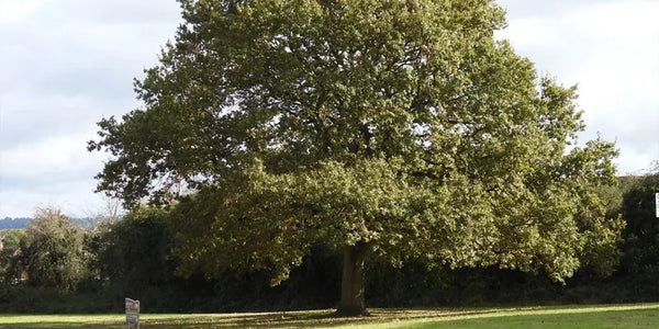 Large Oak Tree