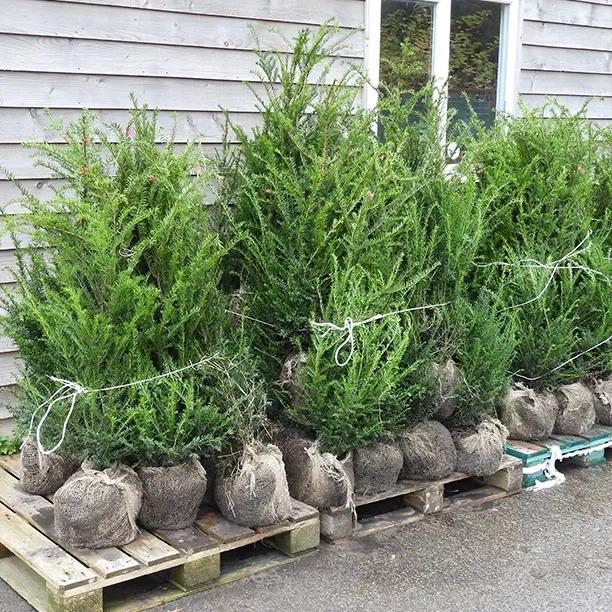 Instant Yew Hedge – Large Rootballed Taxus Baccata
