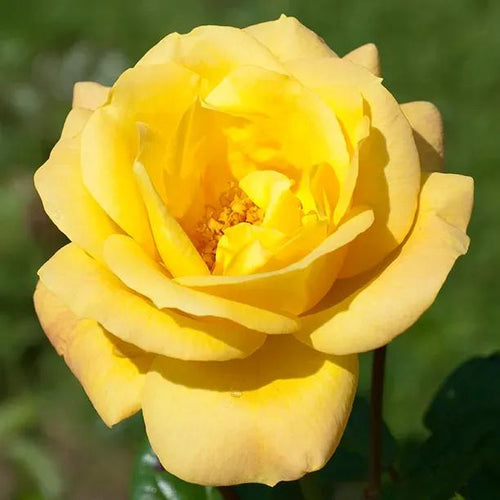 Laura Ford Climbing Rose Flowers