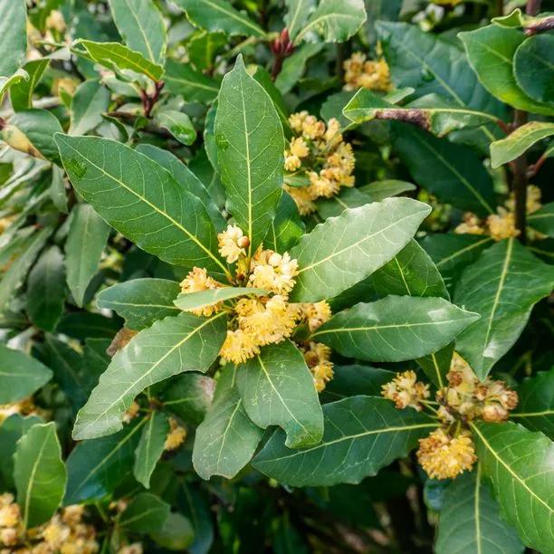 Bay Leaf Laurel leaves & flowers
