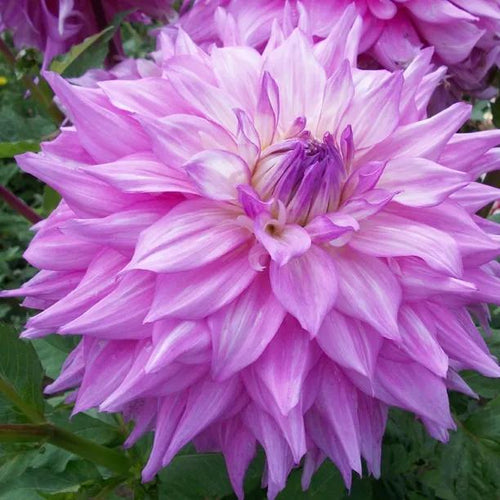 Lavender Perfection Dahlia Flowers
